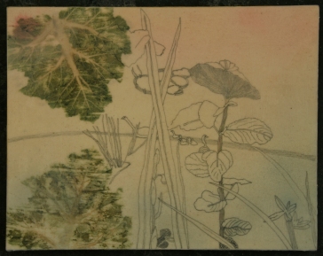 the willow connection 49,5 x 40 cm 2014 INCI birch, pine, cotton, succus Heracleum sphondylium, china ink, aquarell, beeswax, carnaubawax